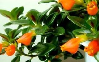 金魚吊蘭簡介，屬多年生草本植物