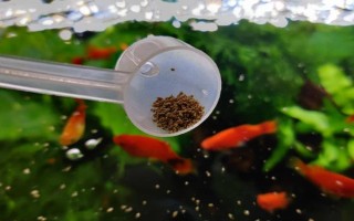 熱帶魚能放生河里嗎，熱帶魚不可以放生河里