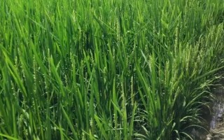 榮優(yōu)1179水稻種子介紹，注意防治白葉枯病