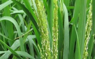 威優(yōu)822水稻品種簡介，秧田播種量每畝12公斤