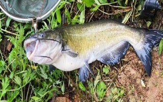 釣鮰魚適合用雞肝還是豬肝，二者效果差不多