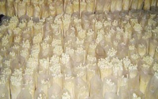 金針菇的種植方法，菌袋適合放置在20-25℃培育室內