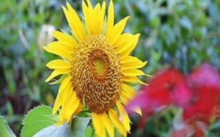 怎么種太陽花，是互贈好友的花卉