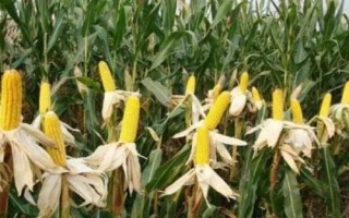 HF668玉米品種簡介，基肥應(yīng)每畝施35千克