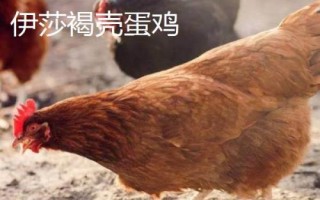 蛋的品種，最常見(jiàn)的種類是雞蛋