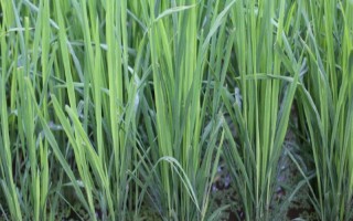 長香優(yōu)289水稻種子簡介，每畝秧田播種量6～8千克