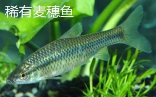 麥穗魚(yú)的種類(lèi)，部分品種已被列入保護(hù)名錄