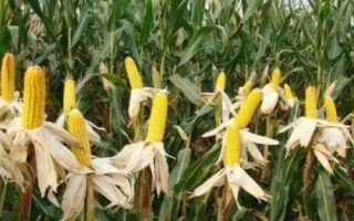 寧單21號(hào)玉米種子特征特性，4月25-5月10日播種