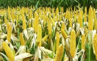 DF636玉米種子特征特性，全生育期灌水3-4次