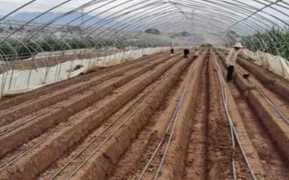 草莓種子如何種植，開花與漿果生長初期要分別灌水1次
