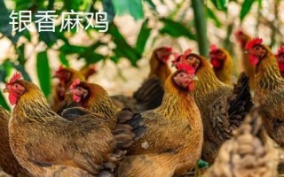麻雞的品種有哪些，根據(jù)市場需求選擇飼養(yǎng)品種