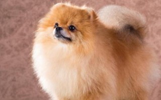博美犬的智商排多少名，排第23名