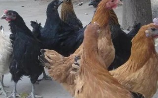 家養(yǎng)母雞吃什么可提高產(chǎn)蛋率，選擇喂米糠、玉米、高粱等谷類食物