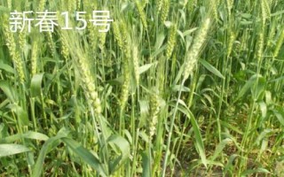 哪個品種的春小麥高產(chǎn)，可以選擇新春6號、新春10號