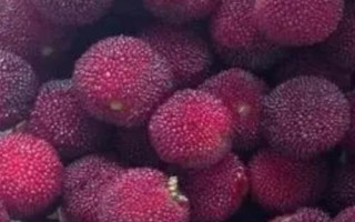 荸薺楊梅又叫什么楊梅，又叫小種楊梅、余姚楊梅、黑炭梅等