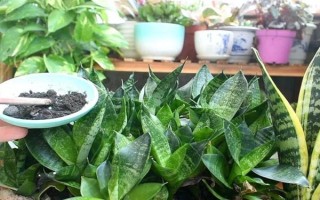 虎耳蘭的種植方法，生長期間讓土壤保持濕潤