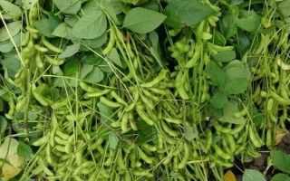 賓豆1號大豆種子介紹，該品種在適應區(qū)4月末播種