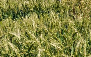 鄭麥379小麥種子特征特性，適宜播種期10月上中旬