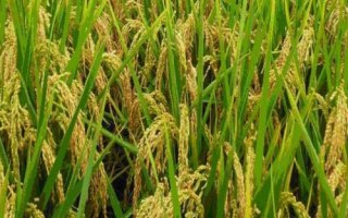 神農(nóng)優(yōu)452水稻品種簡(jiǎn)介，全生育期131.7天