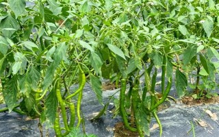 哪些蔬菜可以在6月份種植，適合選擇黃瓜、番茄、豇豆等品種