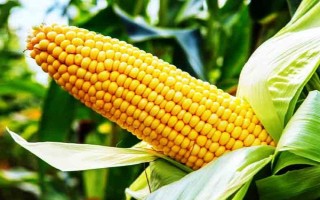 鑫玉950玉米種子特征特性，放赤眼蜂防治玉米螟蟲