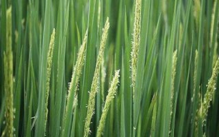 寧粳15號水稻品種簡介，粳型常規(guī)水稻品種