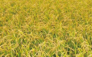 鄂香2號水稻種子特點，全生育期120.6天