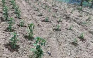 冬茬辣椒定植后的管理方法，進(jìn)入花期之后要降低濕度、增加光照