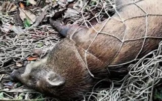 野豬害怕的東西和驅(qū)趕方法，害怕其它猛獸和強光