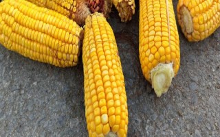 合玉24玉米品種簡介，普通玉米品種
