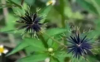 什么是鬼針草，廣泛分布在亞熱帶地區(qū)