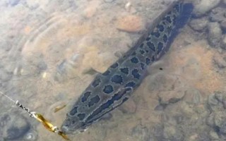 釣黑魚有哪些注意事項(xiàng)，不能急于起竿
