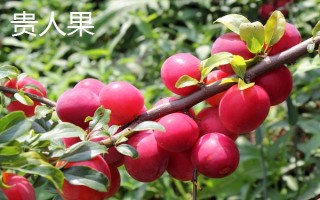 貴人果和冬紅果有什么區(qū)別，葉片、花朵和果實(shí)均不同
