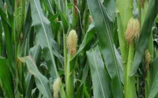 中偉玉1號(hào)玉米種子特點(diǎn)，中抗禾谷鐮孢莖腐病