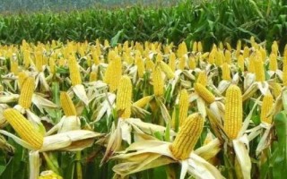 吉大219玉米種子特征特性，選擇中等肥力以上地塊種植