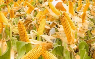 花糯99玉米種子特征特性，中抗莖腐病