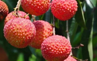 荔枝什么品種產(chǎn)量最高，這8個(gè)品種畝產(chǎn)均可達(dá)3000斤左右