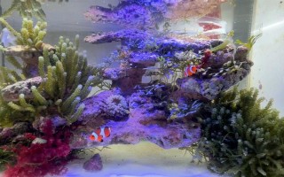魚能吃什么，不同種類的魚吃的東西不同