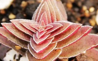 茜之塔多肉有沒(méi)有毒，植株不帶有任何毒性