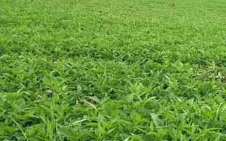 半夏種子的價格與種植技術(shù)，市場售價一斤大約需要35-50元左右