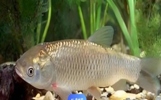 草魚是不是淡水魚，屬于典型的淡水魚類