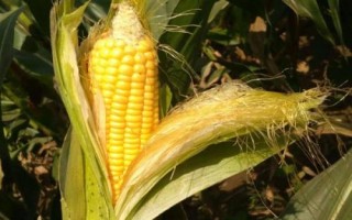 博泰142玉米品種簡介，中抗大斑病