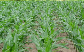 農(nóng)甜88玉米種子特點(diǎn)，密度3500-4000株/畝