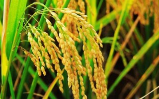 豐兩優(yōu)香一號水稻種子簡介，每畝有效穗數(shù)16.2萬穗