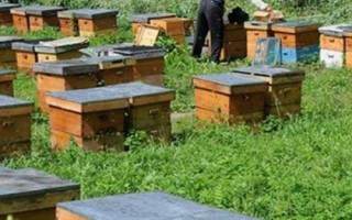 養(yǎng)蜜蜂怎么防止壁虎，最有效的辦法是發(fā)展強(qiáng)群