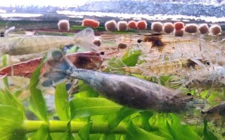 黑殼蝦多久可以發(fā)育成熟，出生2-3個(gè)月就可以發(fā)育成熟