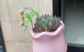 多肉的花劍怎么扦插，把花劍剪下來晾干傷口再插入土壤中