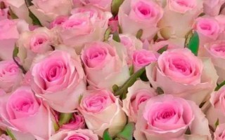 粉色洛神玫瑰花的花語是什么，寓意初戀、甜美、純真等
