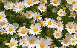 雛菊什么時(shí)候開花，每年3月初就可以開花
