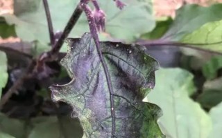 茄子有哪些病蟲害，常見的有褐紋病、疫病、炭疽病等